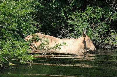 Vulnerablity Appraisel